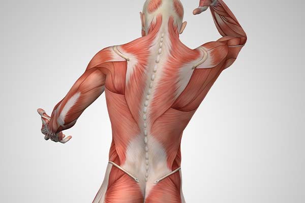 Les traitements neuro-musculaires